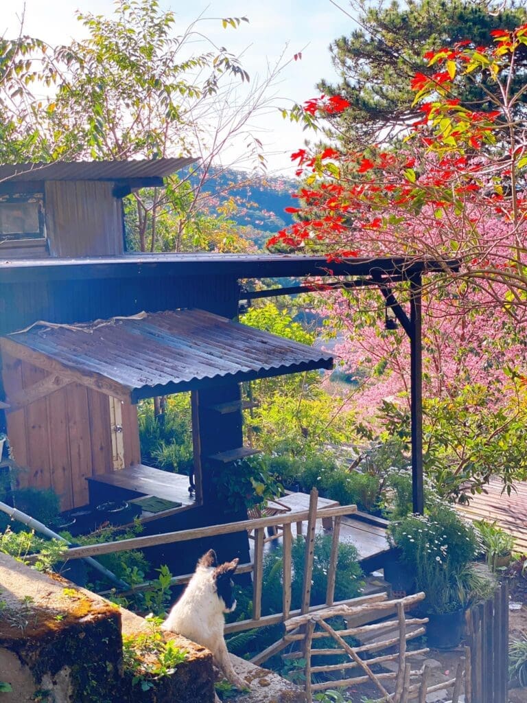 Top 20 homestay Đà Lạt view đẹp mà bạn không thể bỏ qua 16 Homestay da lat view dep nhat